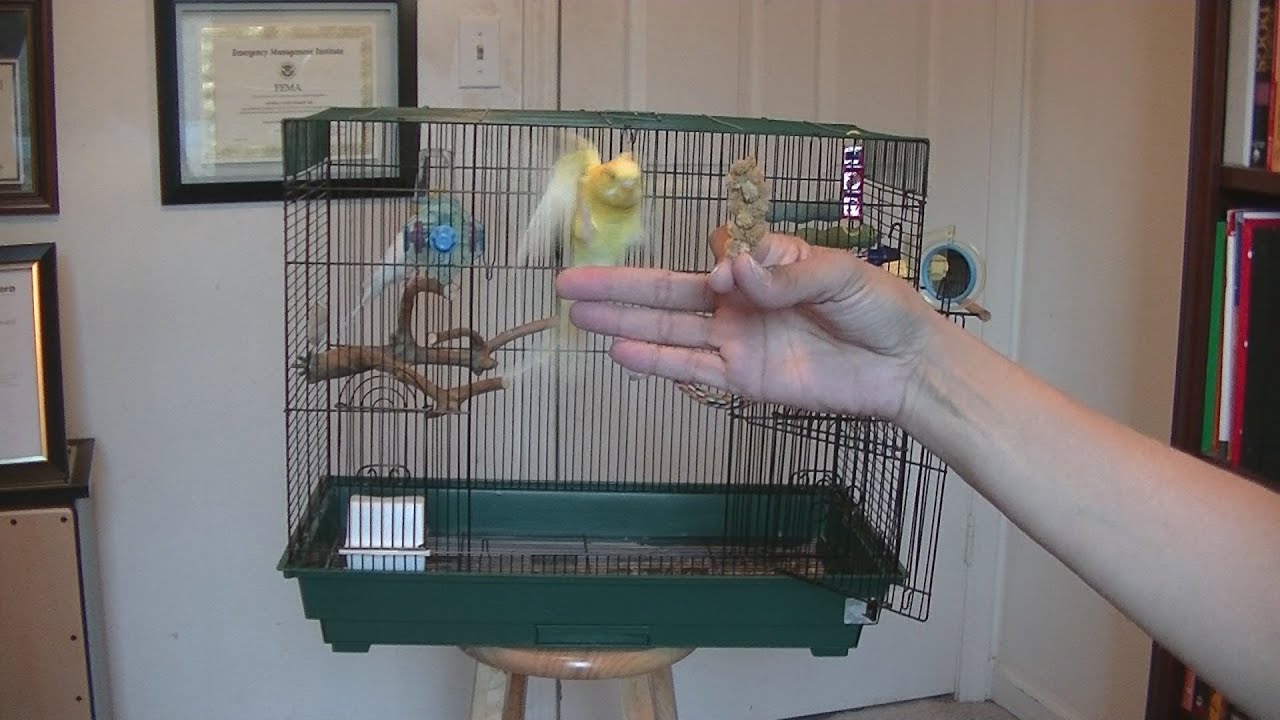 How to Get Your Parakeet to Fly to You