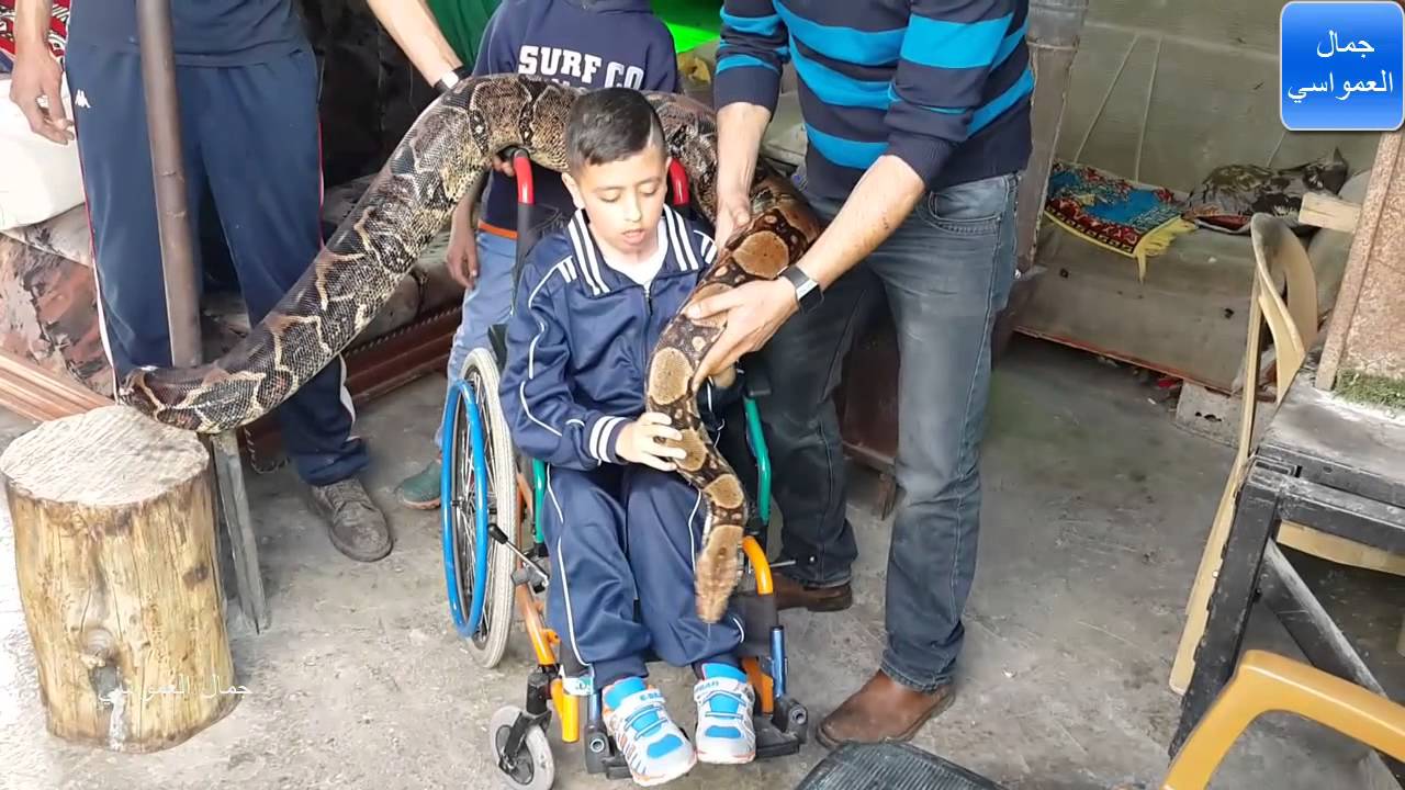 الطفل عبدالله من بيت لحم مصاب ب ضمور العضلات امنيته يزورني ويتصوره مع افعى مع جمال العمواسي