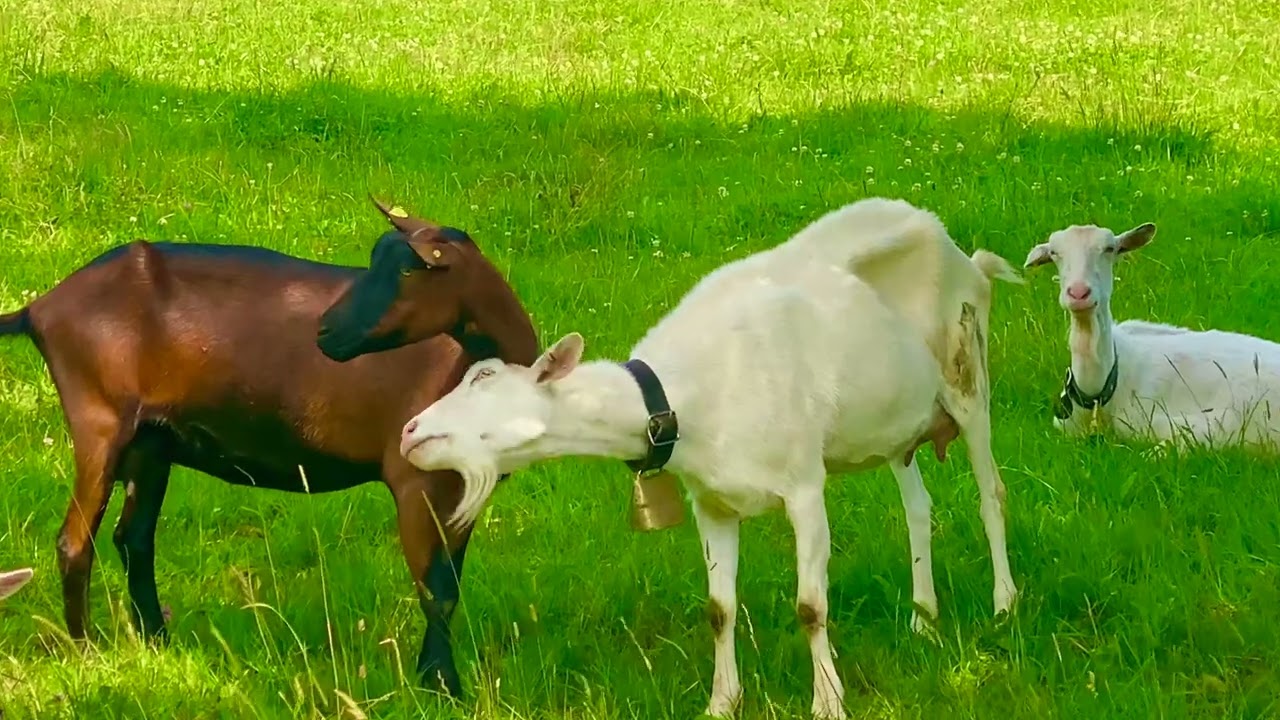Alpine Serenity: Playful Swiss Goats and a Heartfelt Friendship in the Meadow