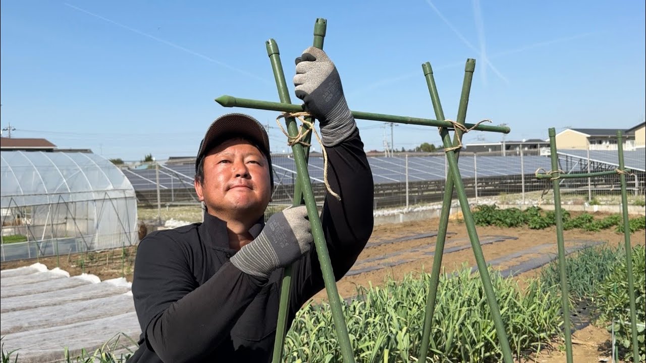 トマトの支柱の立て方・最も大切な苗の育て方のコツ　25/4/21