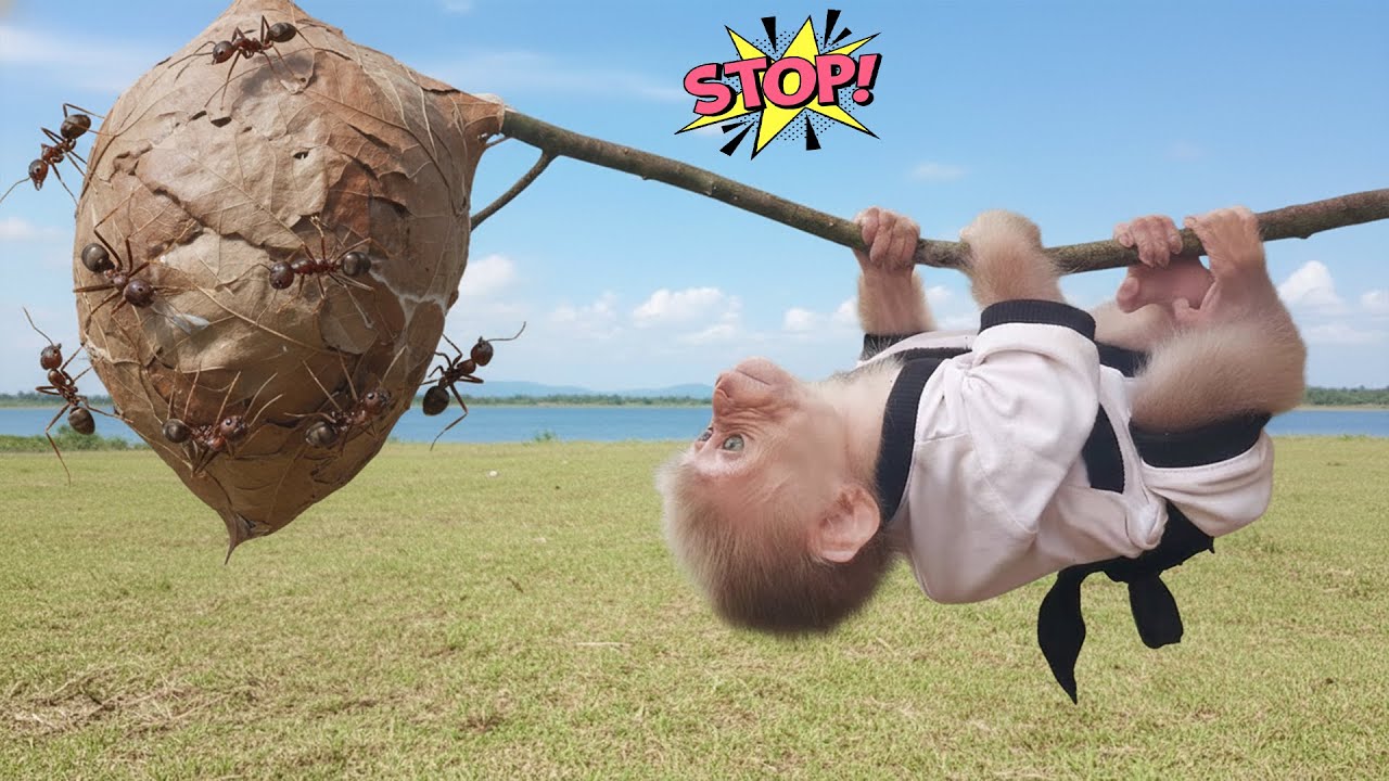 Monkey Bon was attacked by ants while climbing a tree