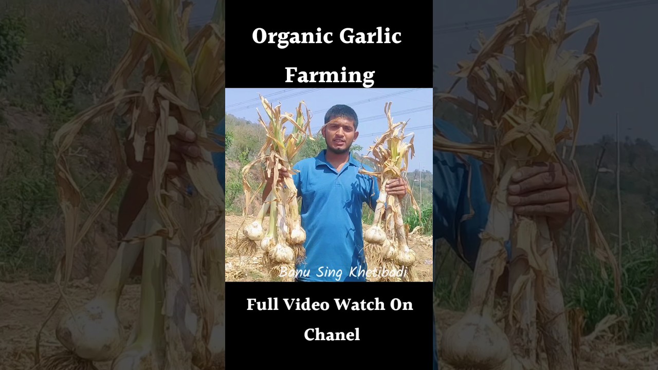 100% Pure Organic Farming Shocking Results #shorts #organicfarming #agriculture #organic
