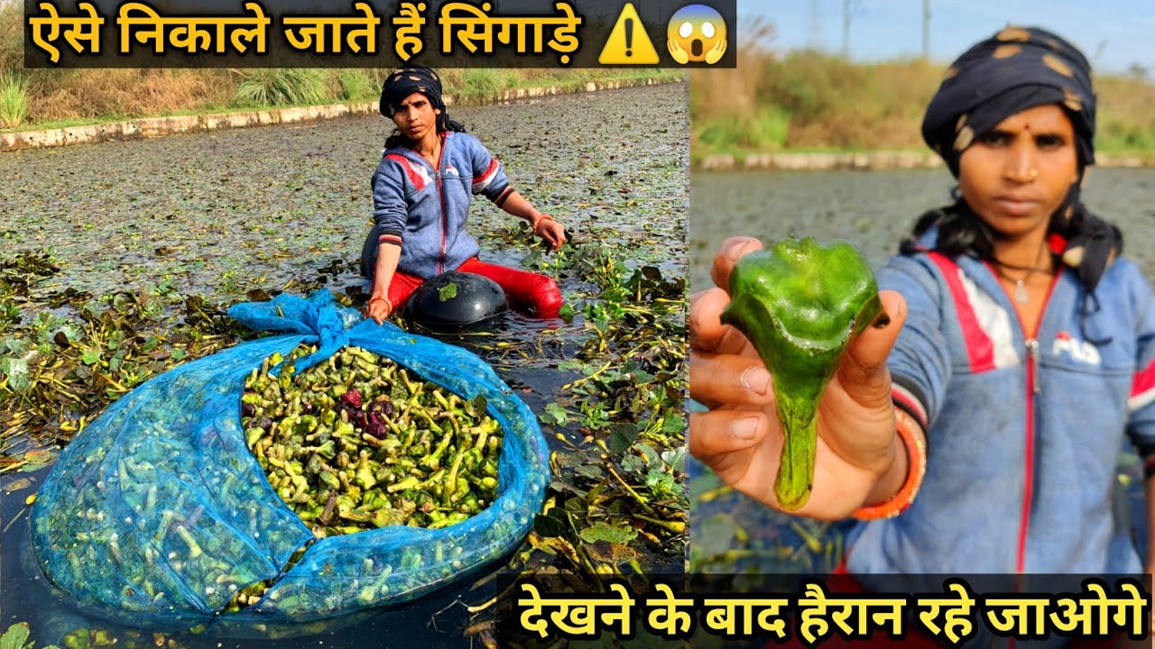 ऐसा NIKALE जाते है जान पे खेल के SINGADE (Water chestnut) 😱⚠️⚠️ देखकर हैरान रह जाओगे 😳😳