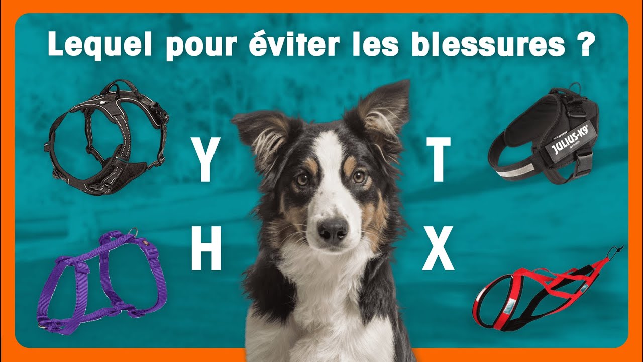 Choisir le bon harnais pour chien : les erreurs à ne pas faire