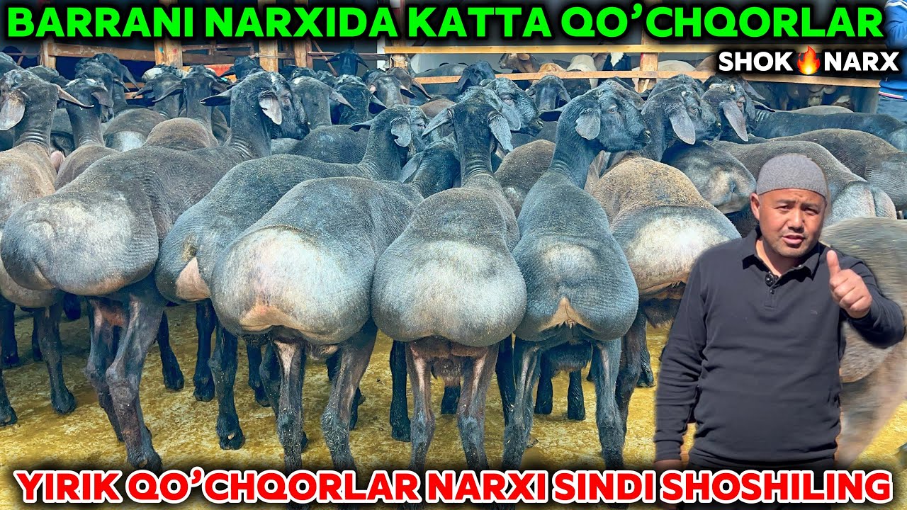 BARRA QO’ZI NARXIDA KATTA QO’CHQORLAR SAYFULLO AKA NARXLARNI YORVORDI SHOSHILING