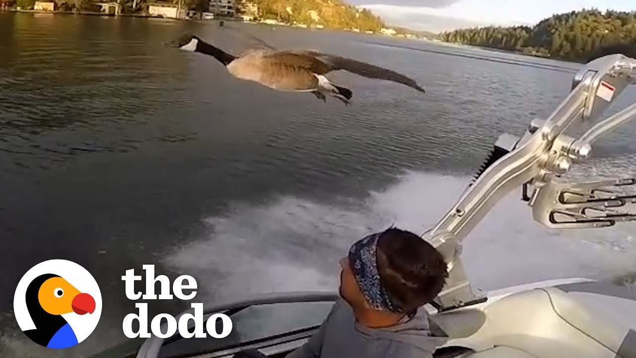 Guy Adopts Tiny Baby Goose Who Becomes His ‘Wingman’ | The Dodo Soulmates