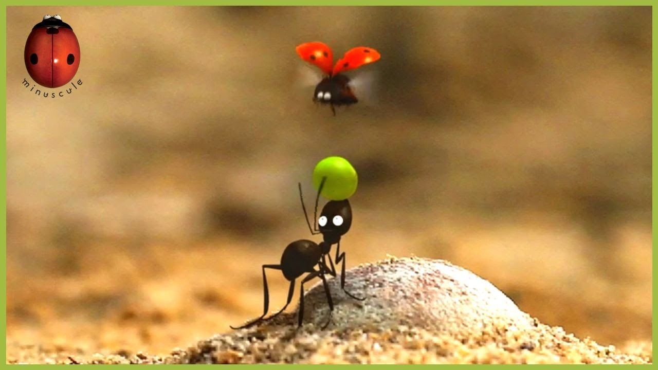 A Pea In The Hand Is Worth... | Minuscule 🍃 20' Compilation