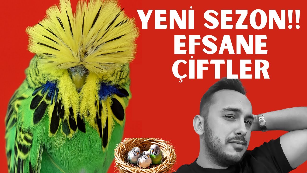 YENİ SEZON! Show Jumbo Muhabbet Kuşlarımızı Eşledik 🐦 | 2025-2026 Üretimhanemiz