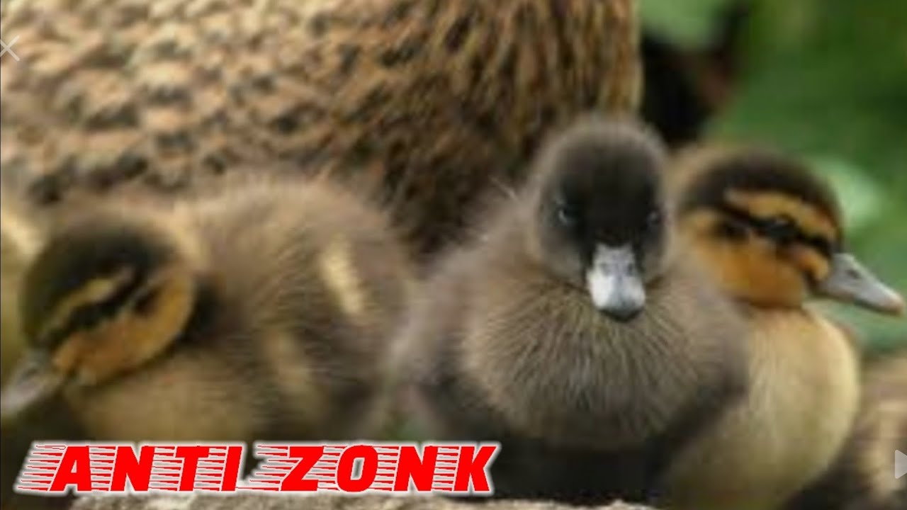 🔴Ampuh‼️Suara Pikat Burung Belibis Anakan dan Indukan Sangat Ampuh dan Jernih‼️