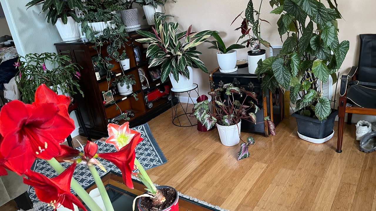 Tour por mis plantas de interior