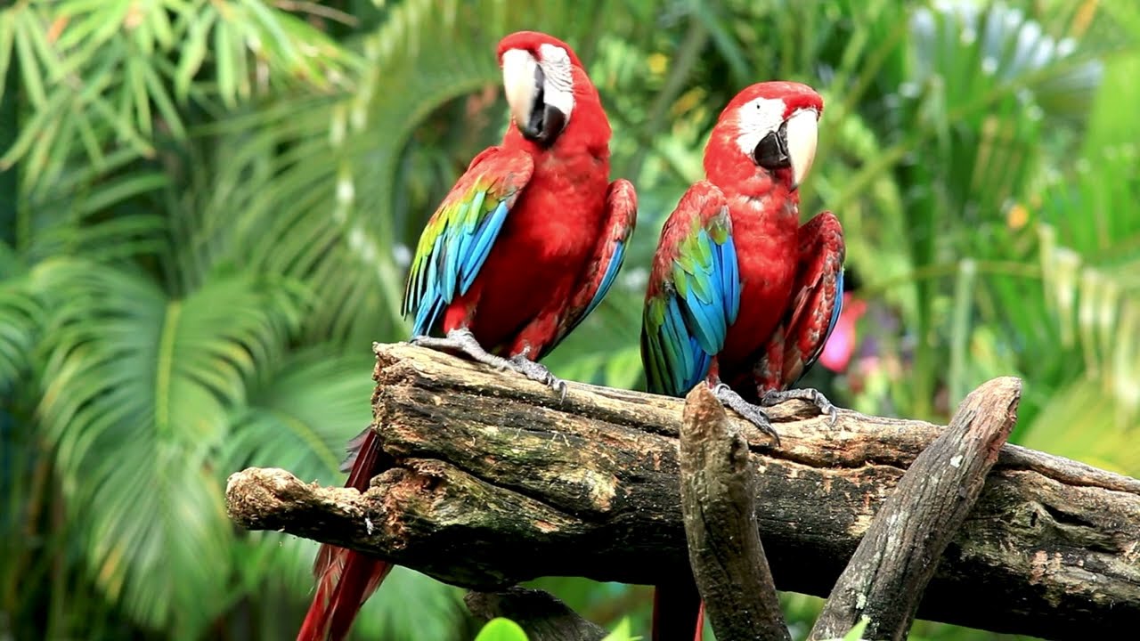 CON VẸT (Parrot) -Thế Giới Động Vật -Animalworldchannel247