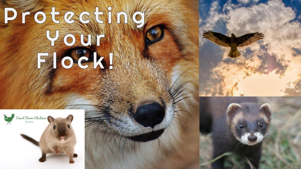 Protection from foxes and other predators - How to keep chickens and ducks safe