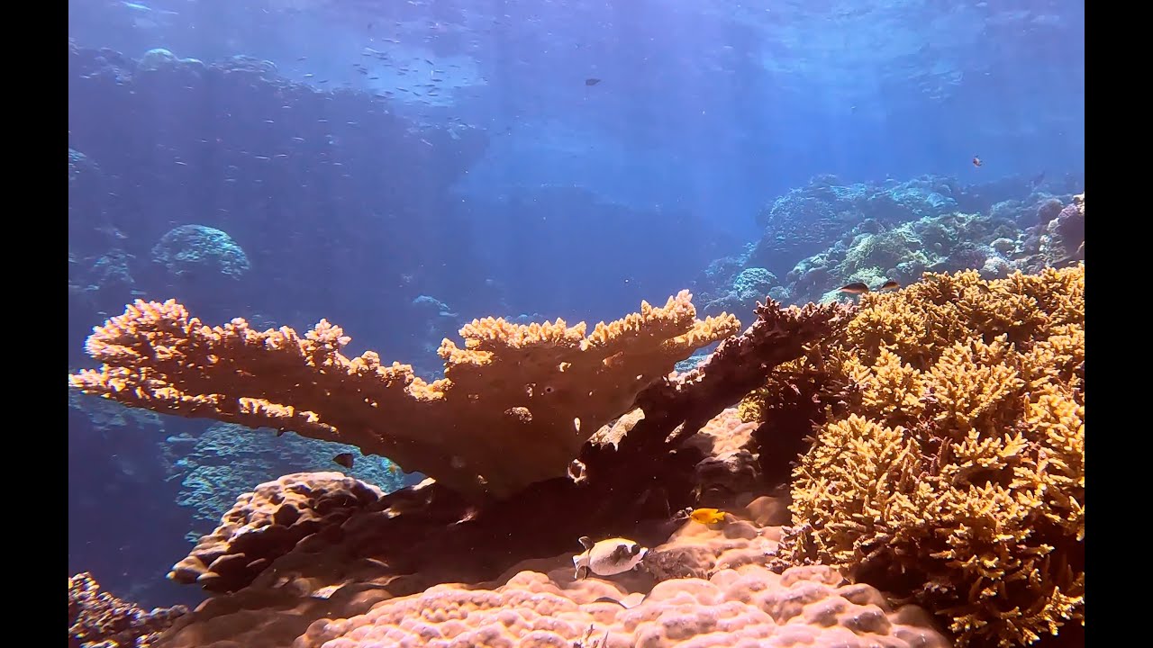 Shaab Malahi - Red Sea, Egypt
