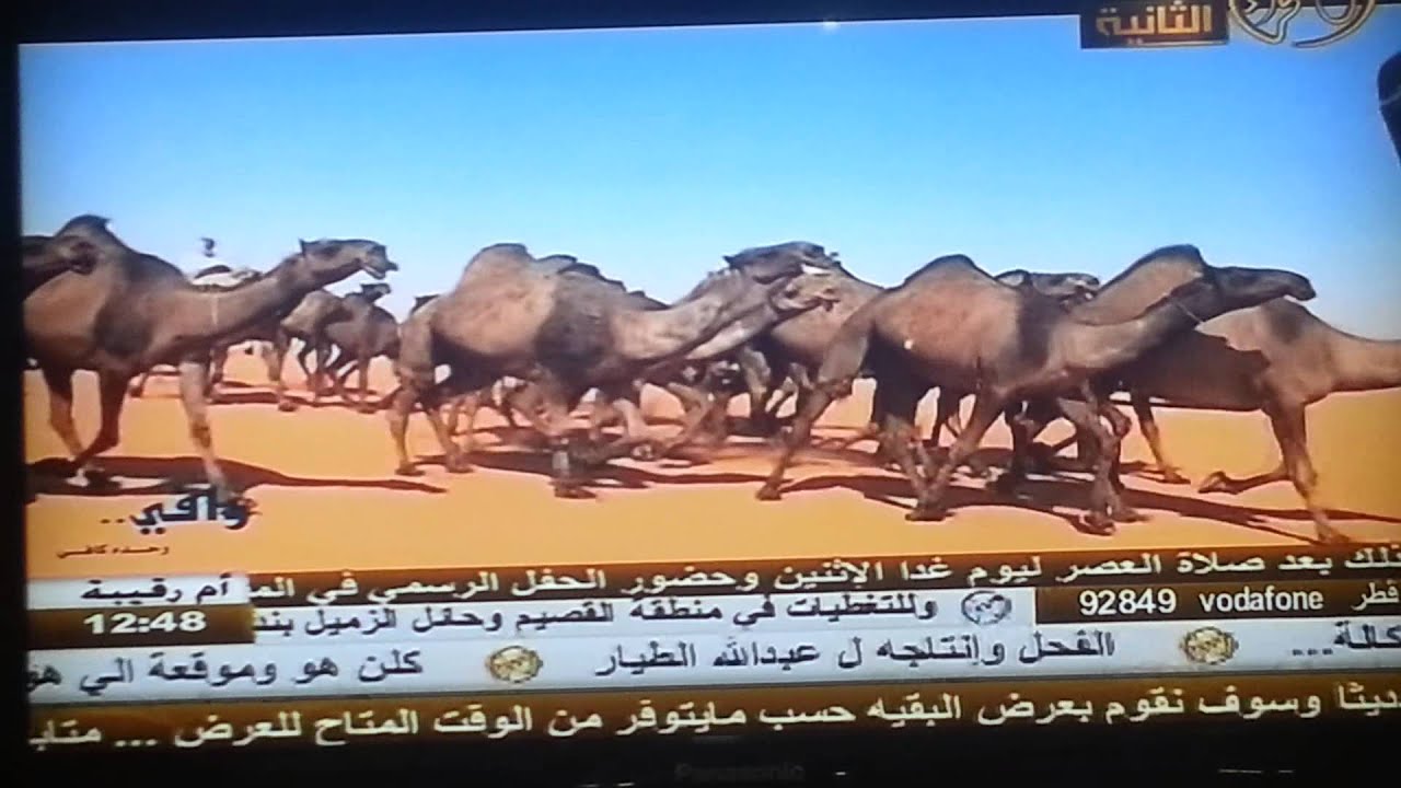 عرض منقية / شبيب بن طامي العجمي (متعبات) 1436 ه