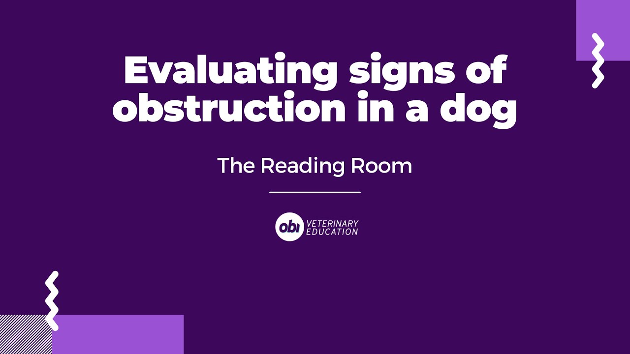 Evaluating signs of obstruction in a dog - The Reading Room - Veterinary Radiology Explained