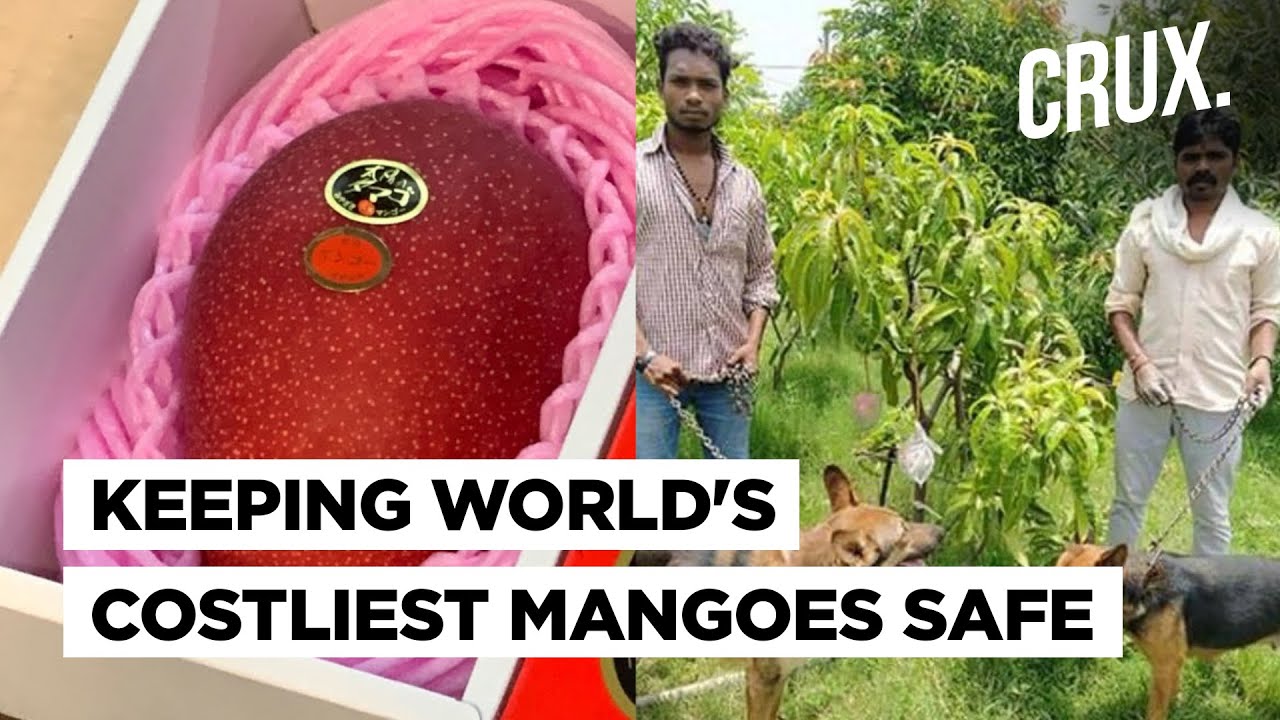 World’s Costliest Mangoes | M.P Couple Uses Security Guards, Dogs To Protect Miyazaki Mangoes