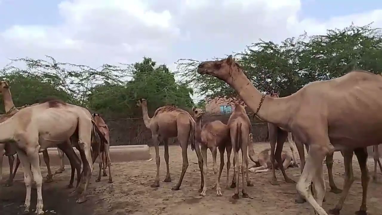 camel secrive Thar desert || Camel journey 🐫