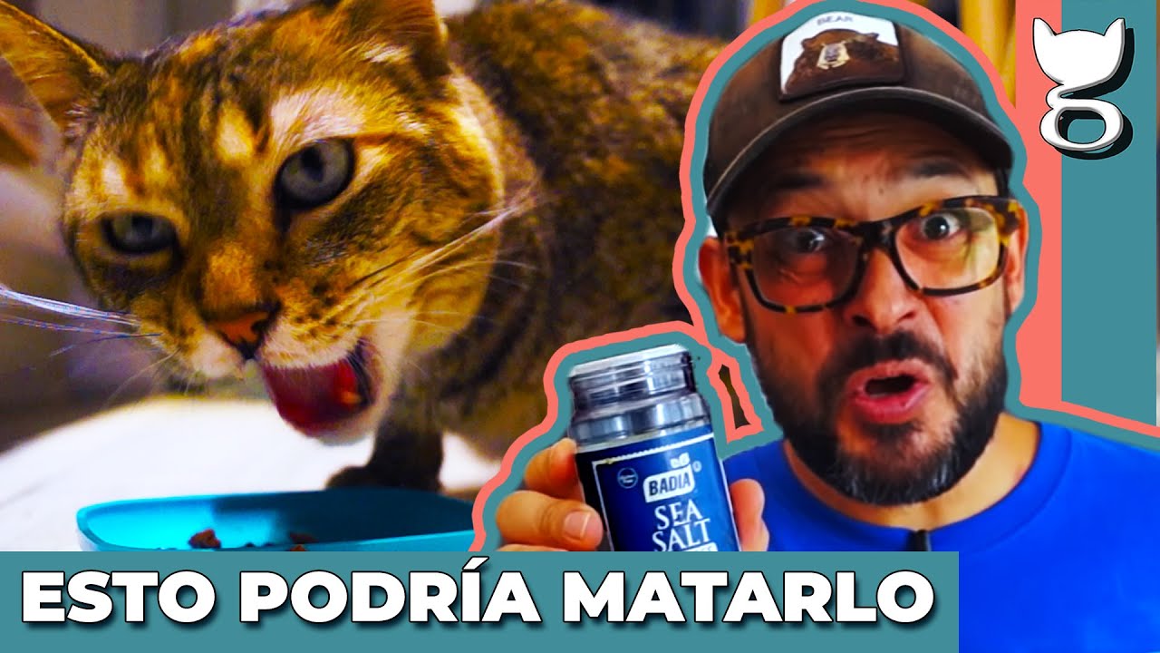 🙀🍫 COMIDAS QUE NO PUEDEN COMER LOS GATOS... MUCHO CUIDADO!