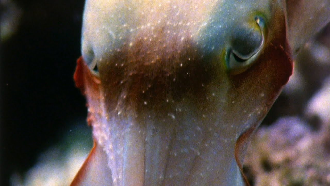 Los poderes hipn&oacute;ticos de la sepia | National Geographic
