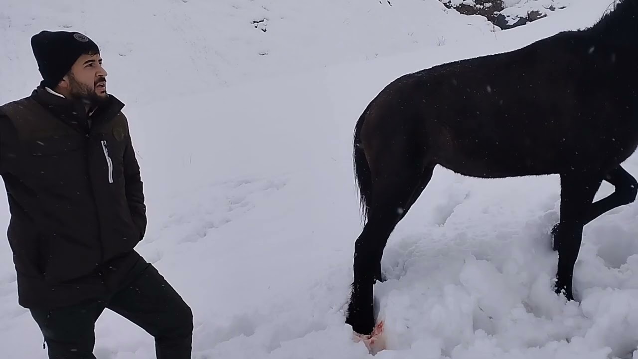 Hakkari’nin Otluca köyünde toynağı kopan yılkı atı kurtarıldı