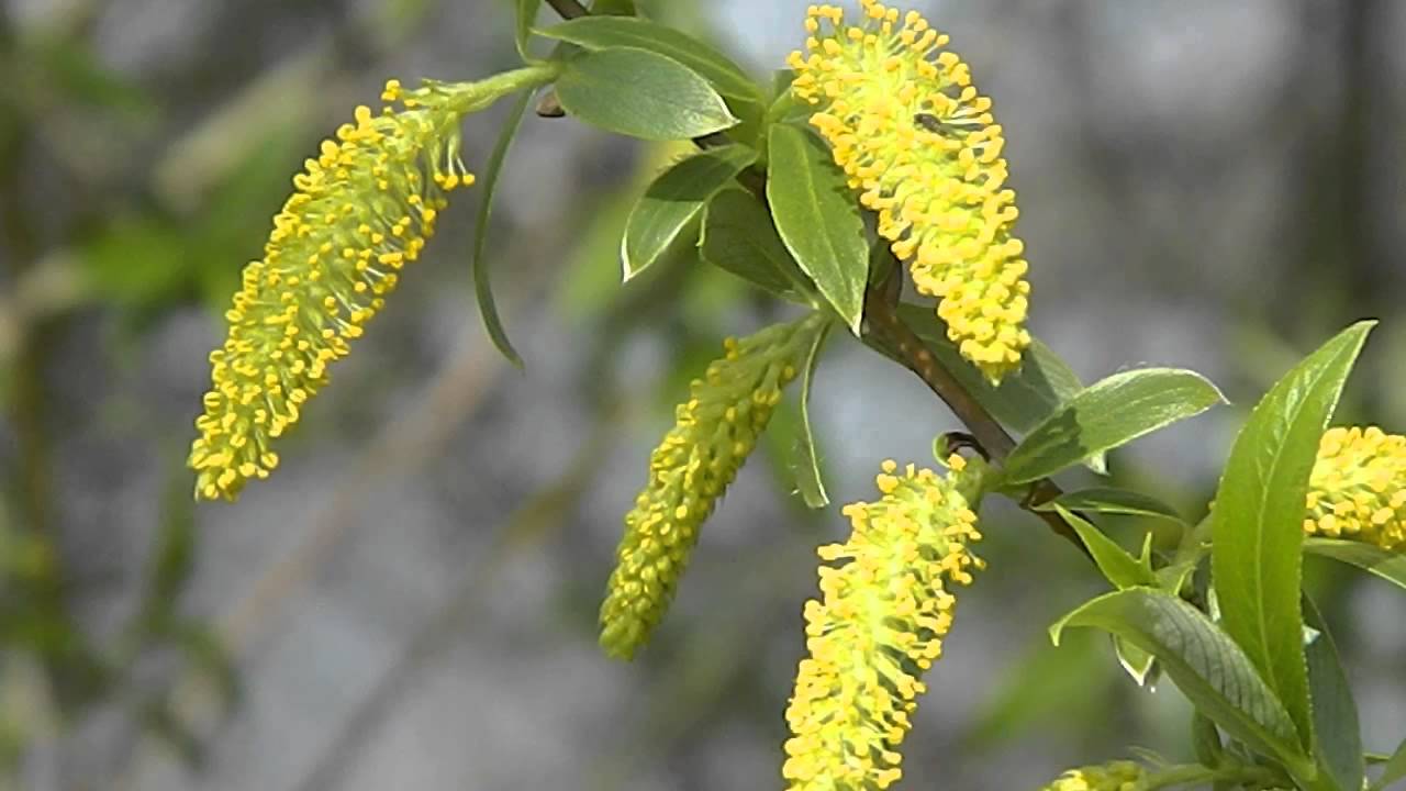 Salix alba