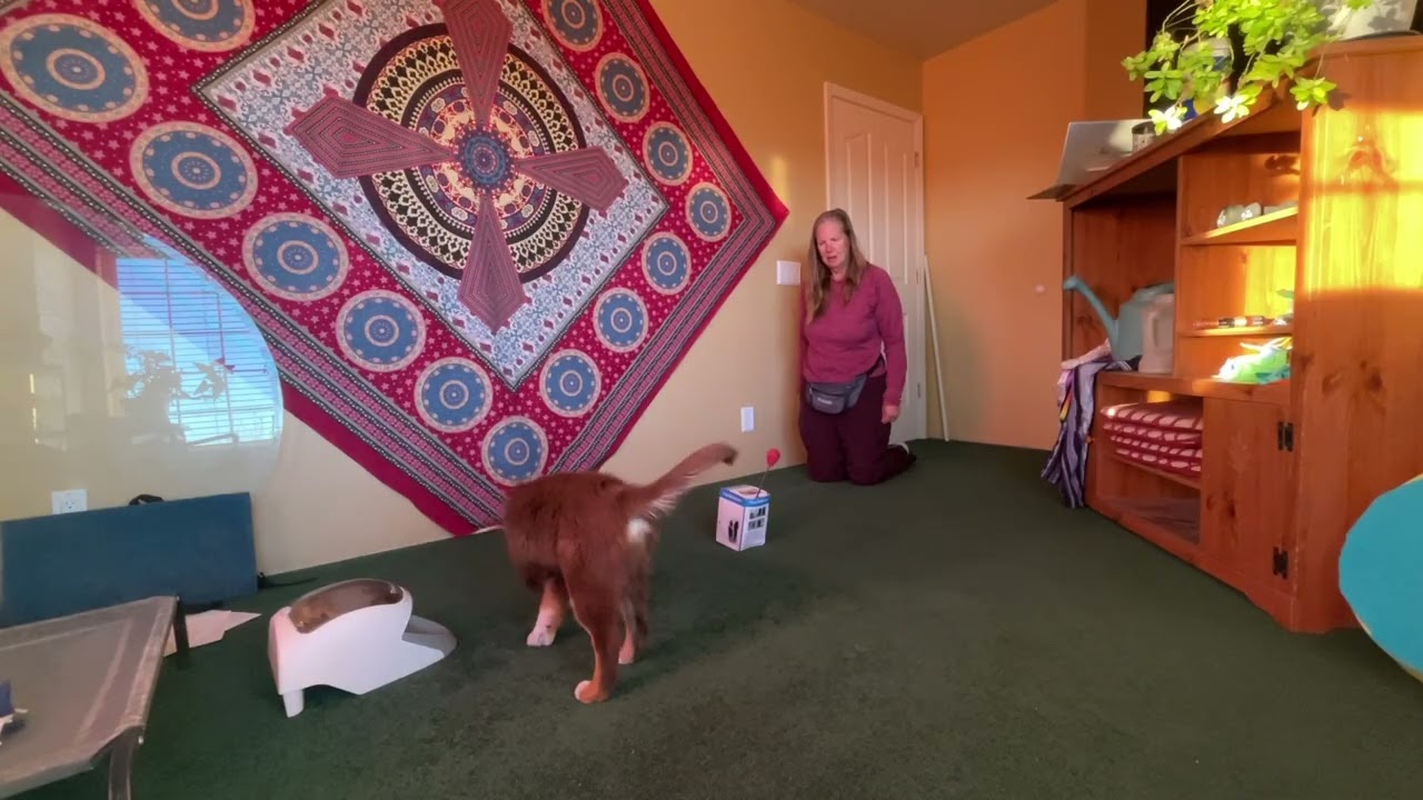 nose to remote treat step 3&4