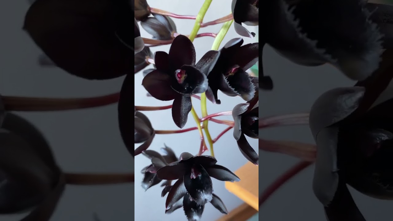 Fredclarkeara After Dark 'SVO Black Pearl' FCC/AOS
