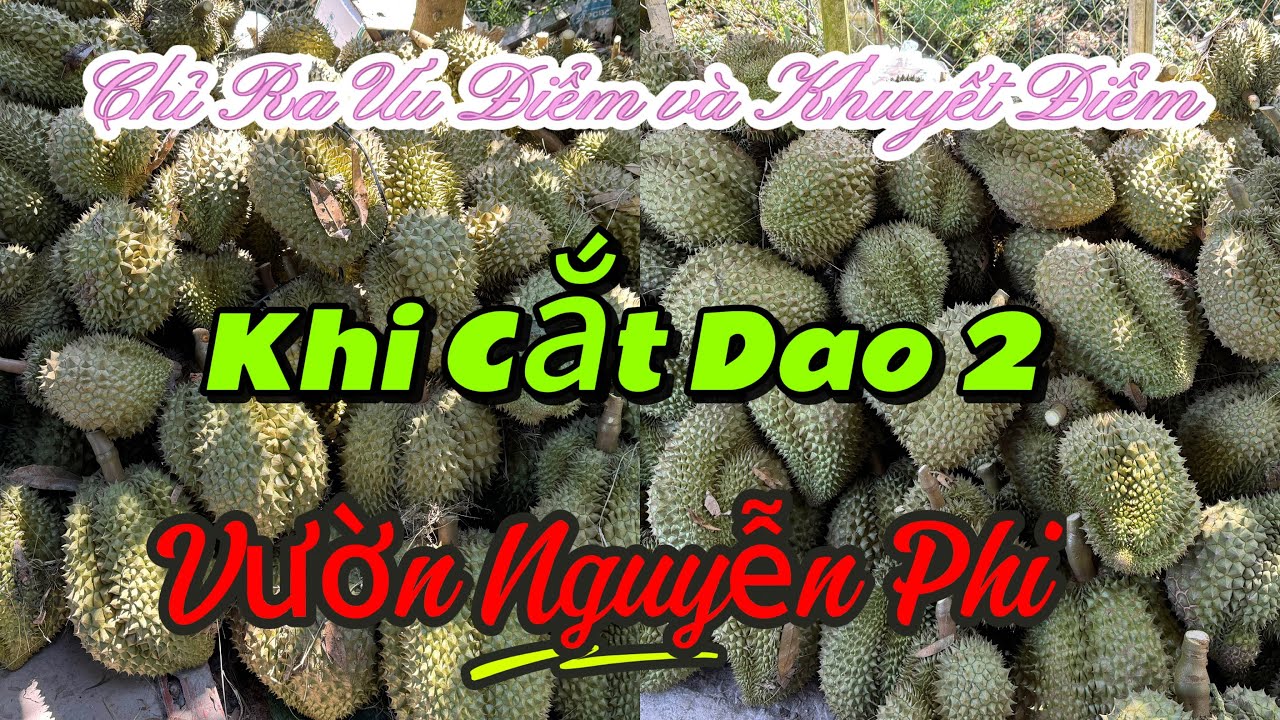 TẬP. 218 CHỈ RA ƯU ĐIỂM VÀ KHUYẾT ĐIỂM KHI CẮT DAO 2 VƯỜN NGUYỄN PHI