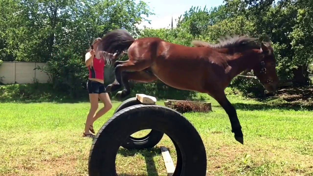 1,000 Subscribers || Miniature Horse Jumping, Driving and Running
