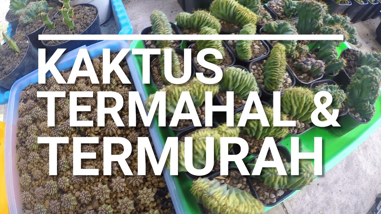 USAHA KAKTUS BERBAGAI MACAM HARGA TERMURAH DAN TERMAHAL PART 3 drkstory#90