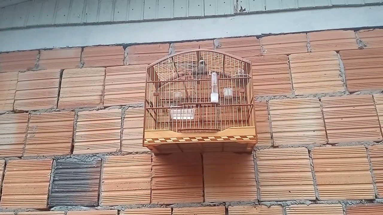 Coleira em casa tá arrebentando.  