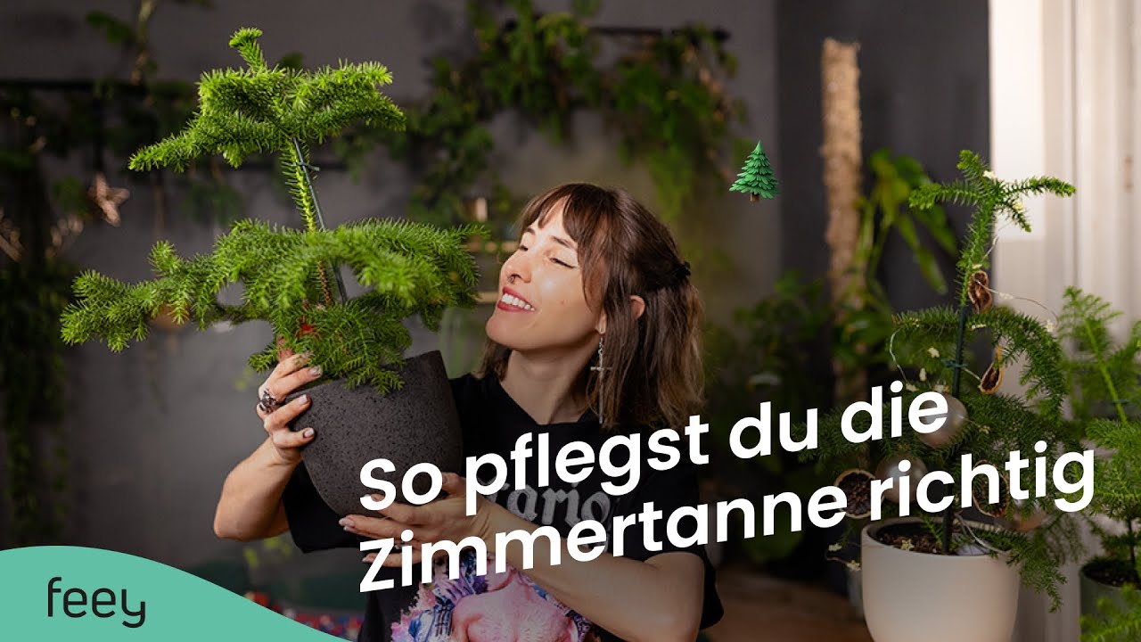 Zimmertanne (Araucaria) richtig pflegen – der komplette Guide 🌲 | feey Pflanzenlexikon