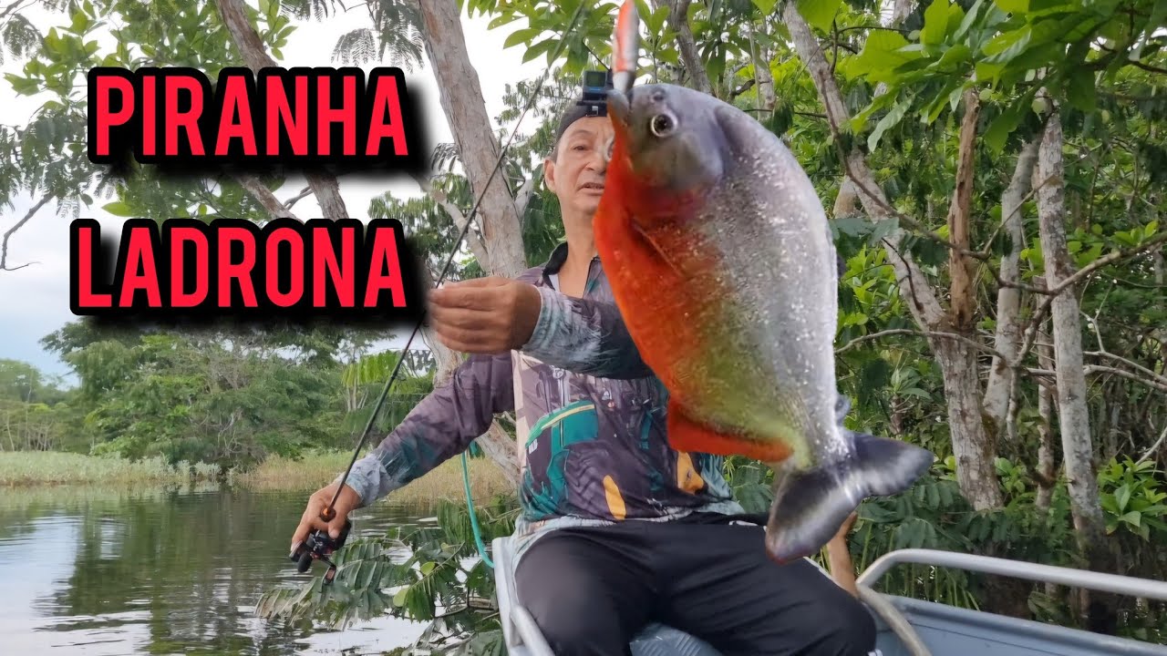 Sul real de pescaria emplossão de peixes piranhas 