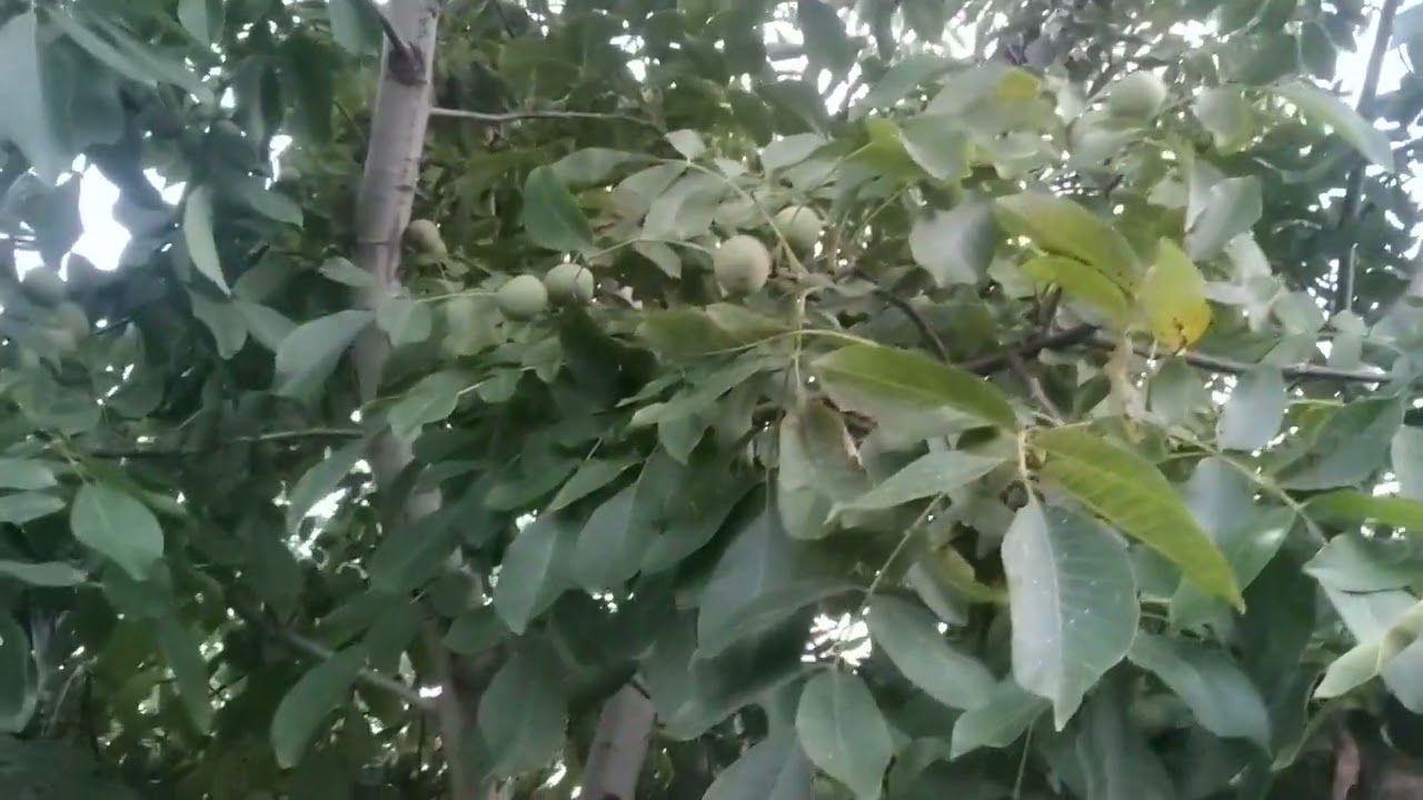 Σωστός τρόπος Άρδευσης σέ καρυδιές Τσάντλερ