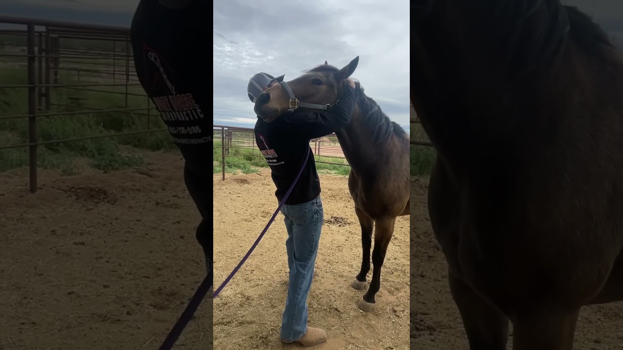 This #horse was so timid, then a huge release in her #neck with this #chiropractic #adjustment