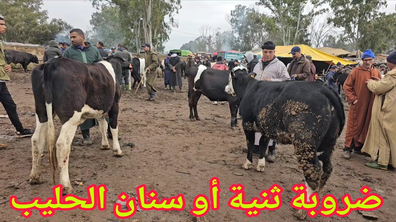 مباشرة ضروبات ديال العيد‼️ وديال التسمين وتأصيل سوق الخميس سلا🇲🇦 السهول💥09.04.2026 مع الأثمنة🌟