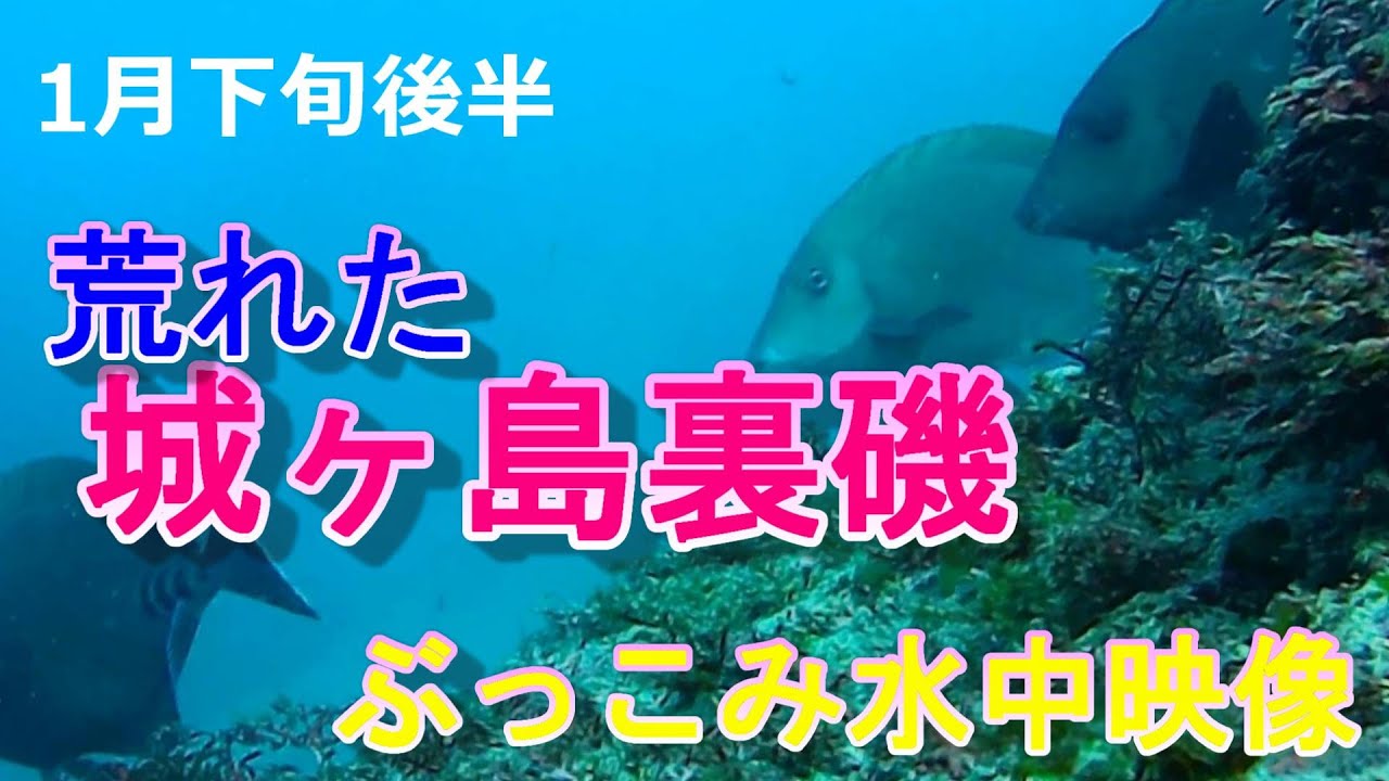 【城ヶ島裏磯】１月下旬後半ぶっこみ水中映像！色んな魚が！