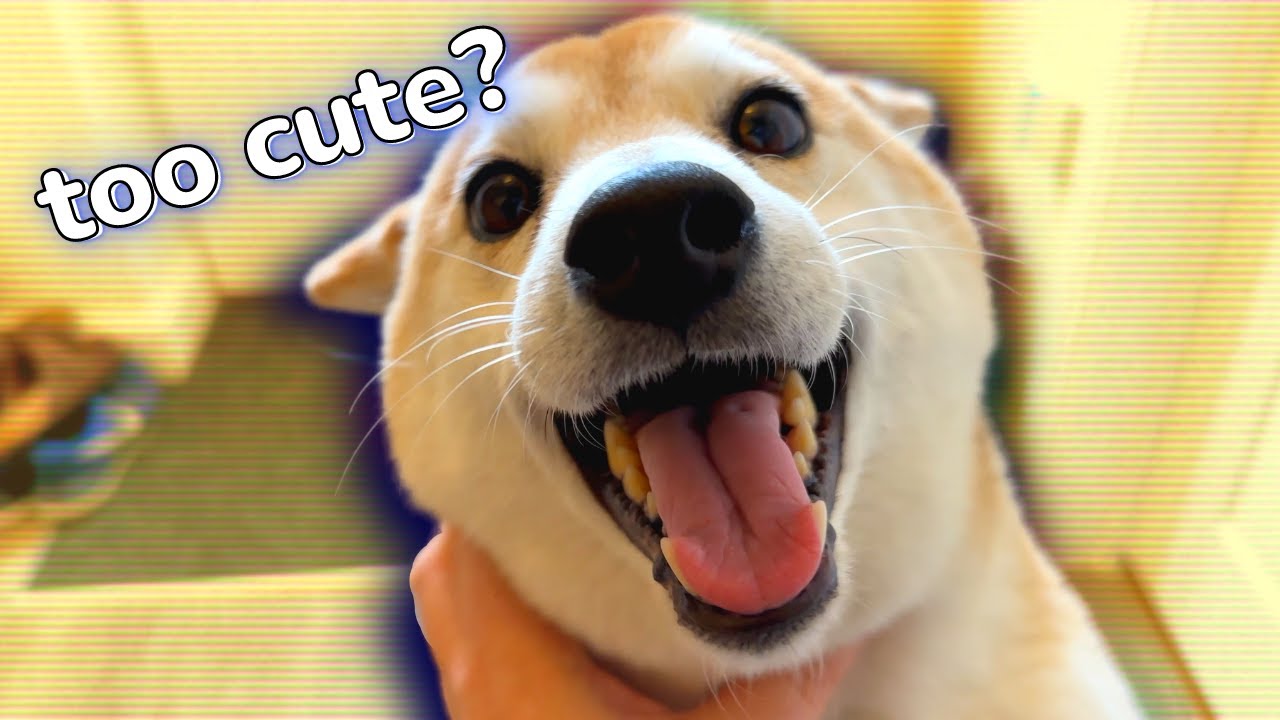 Cuteness Overload: My Shiba Inu's Cutest Habits!