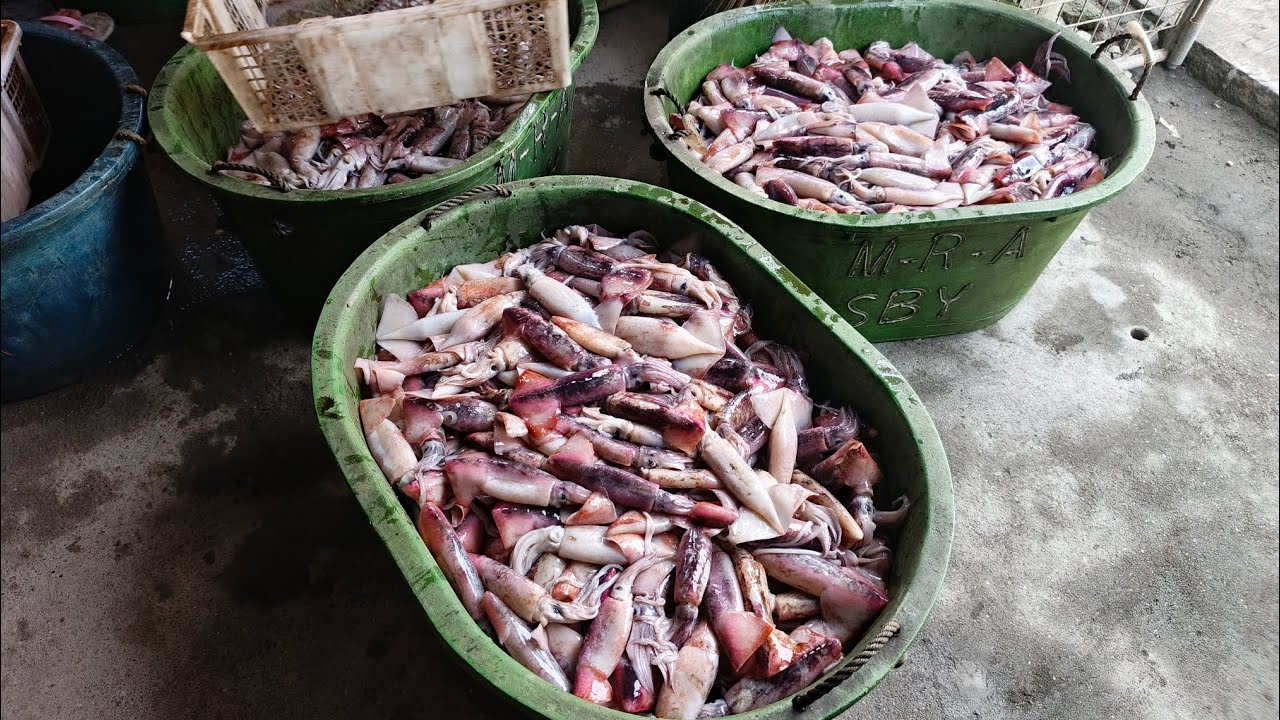 Malalaking Yellowpin Tuna at maraming Pusit #katropaDante #ytchannel