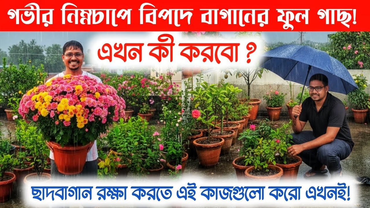 🌧️ “ক্রমাগত বৃষ্টিতে গাছ বাঁচবে তো? | এখনই করুন এই ৫টি কাজ না হলে গাছ নষ্ট হবে!”