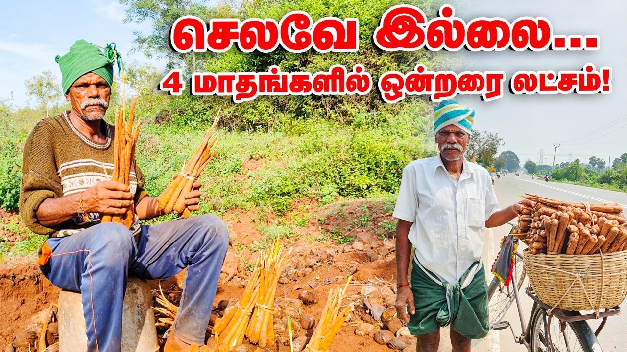 செலவே இல்லாமல் 4 மாதங்களில் ஒன்றரை லட்சம் - பனங்கிழங்கு உற்பத்தியில் அசத்தும் முதியவர்!