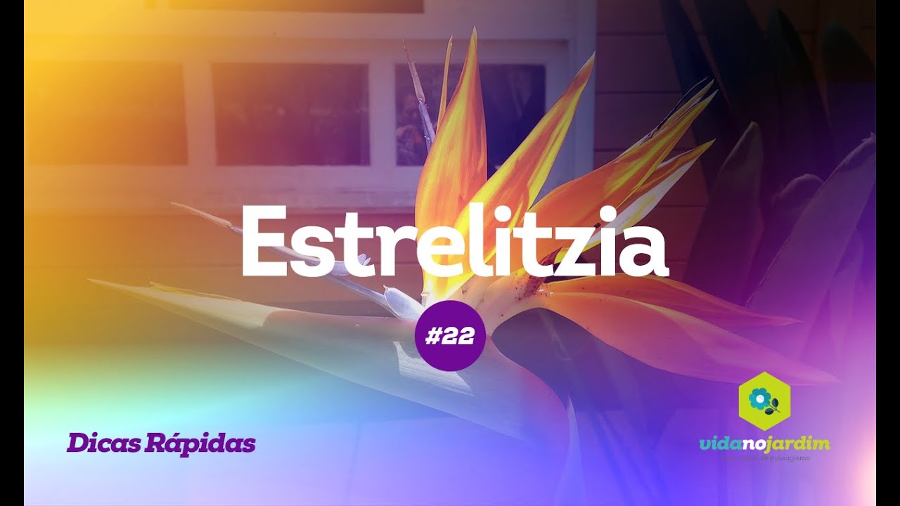 Estrelitzia #22 - Dicas rápidas