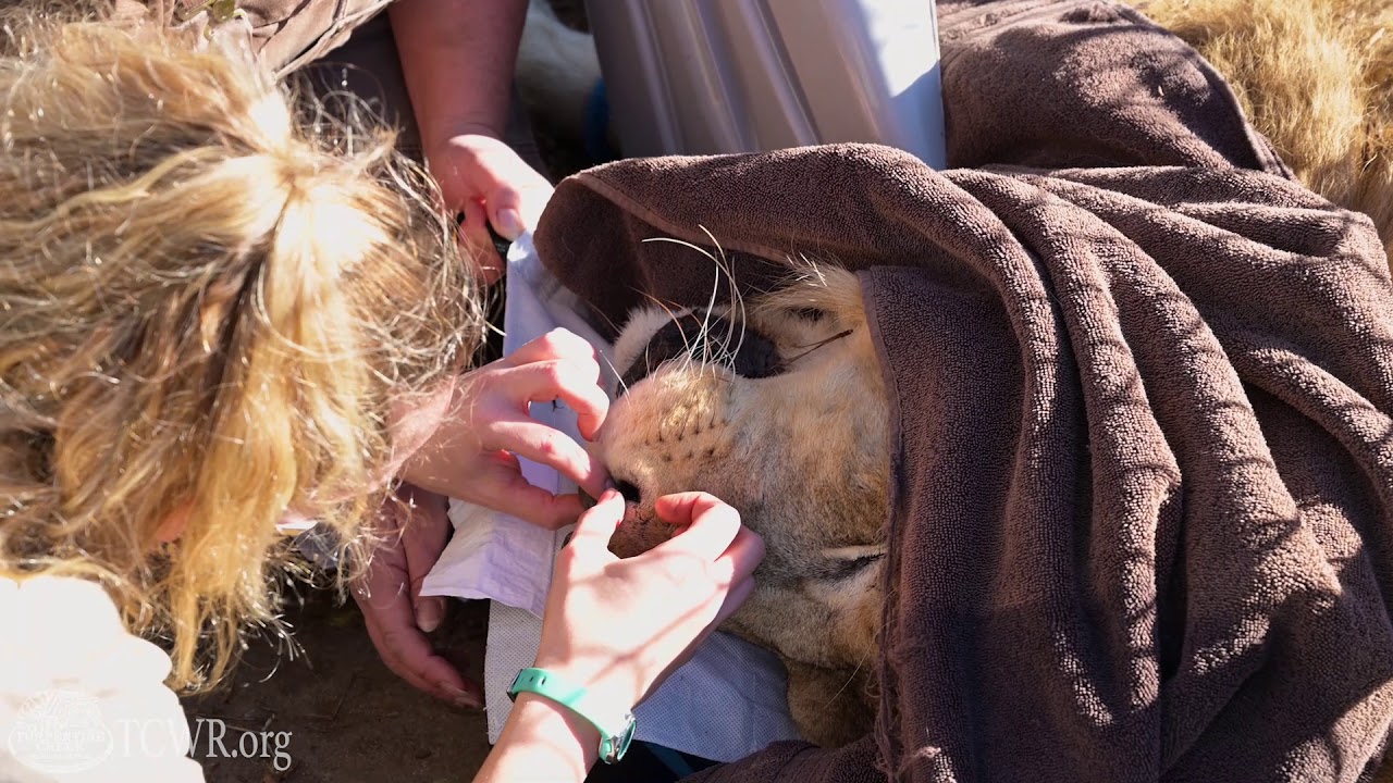 Daniel Lion's Health Check at Turpentine Creek Wildlife Refuge