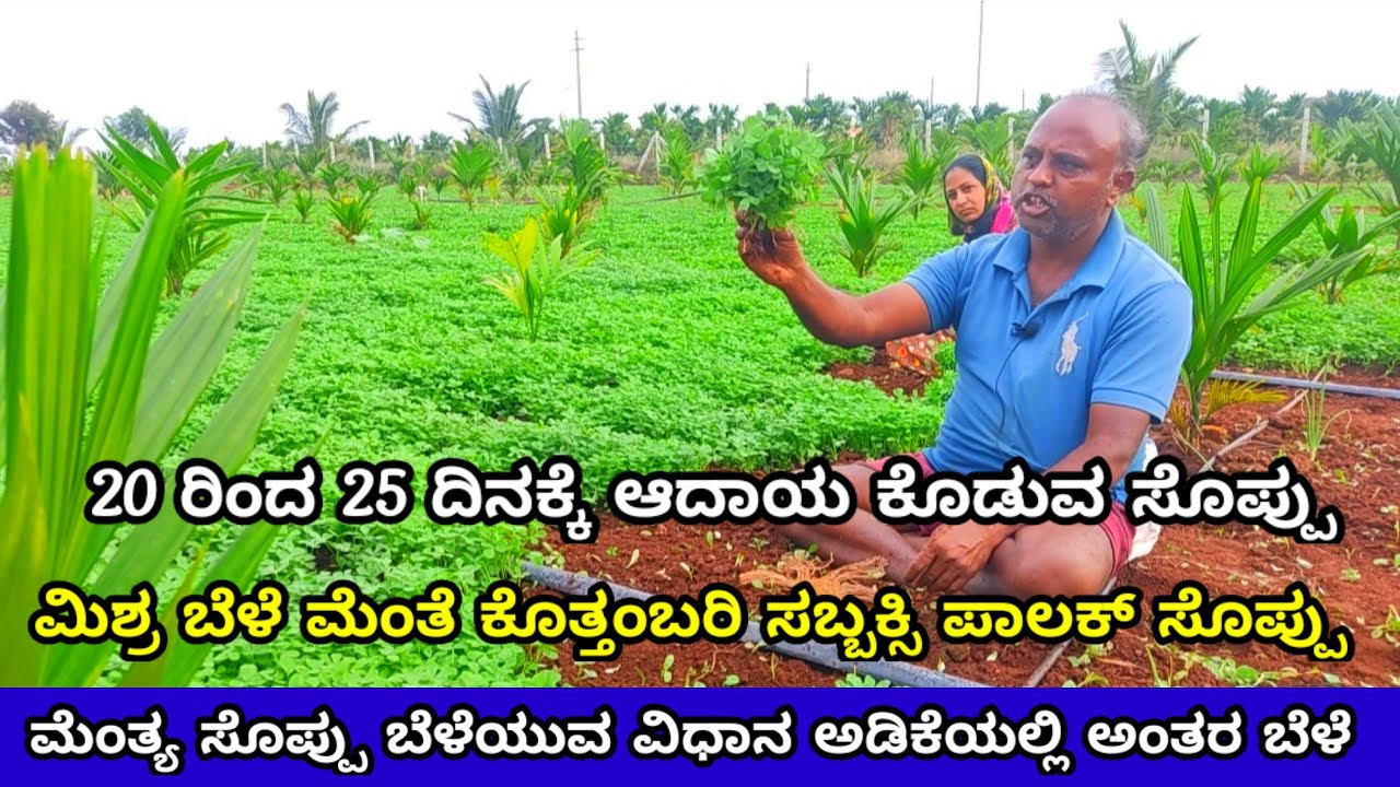ಮೆಂತೆ ಸೊಪ್ಪು ಬೆಳೆಯುವ ವಿಧಾನ | Menthe soppu | ಮೆಂತೆ ಸೊಪ್ಪು | feengreek leaves farming kannada menthe