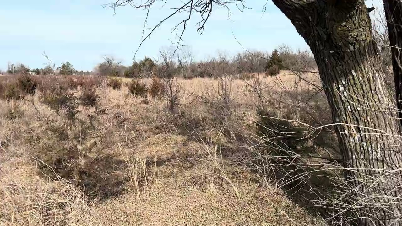 The start of pasture clearing - Eastern Red Cedar trees