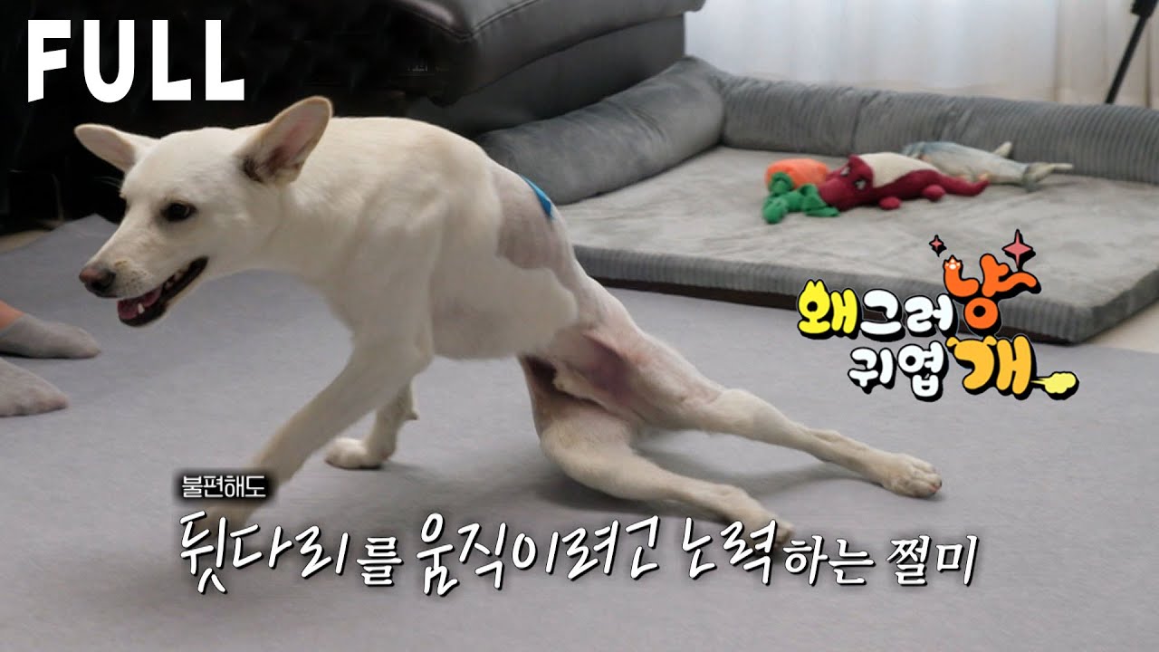 FULL버전 _ 음주운전 차량으로 인해 다리가 마비된 개, 쩔미