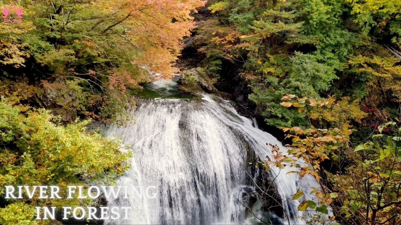 River flowing in Forest. Relaxing River, White Noise, Nature Sounds for Sleeping