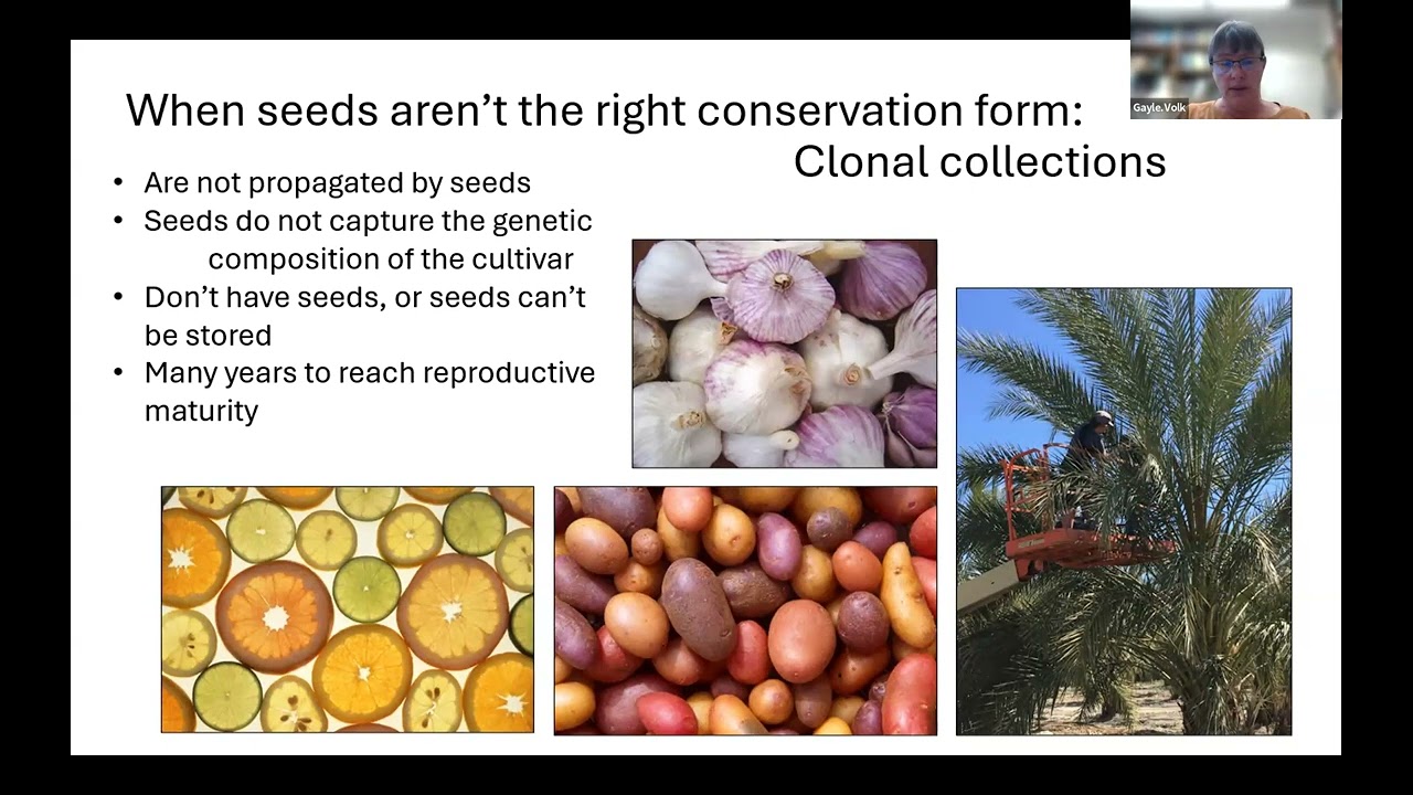 Dr. Gayle Volk: Preserving plant genetic diversity: from ideas to impact