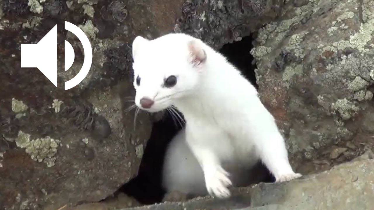 Le Cri de l'Hermine blanche | Ermine Sound Effects