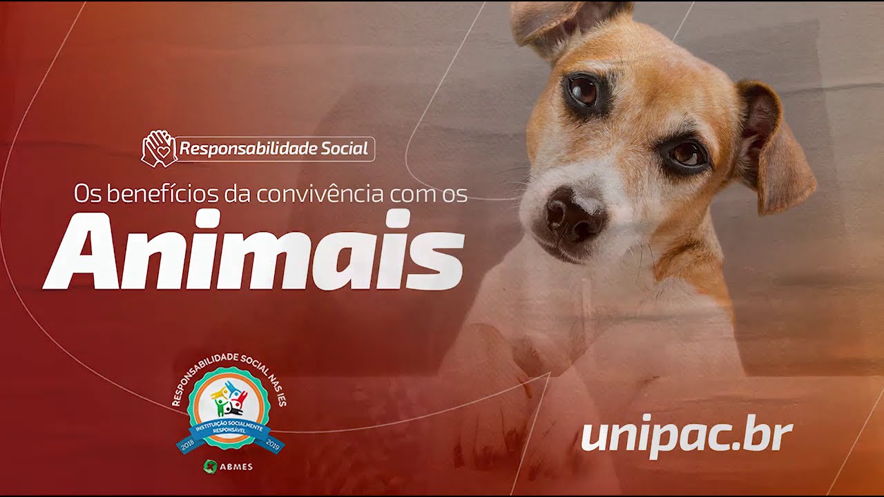 Os benefícios da convivência com os animais